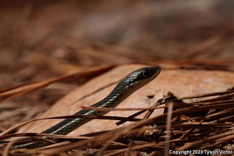 Peninsula Ribbonsnake (Thamnophis sauritus sackenii)