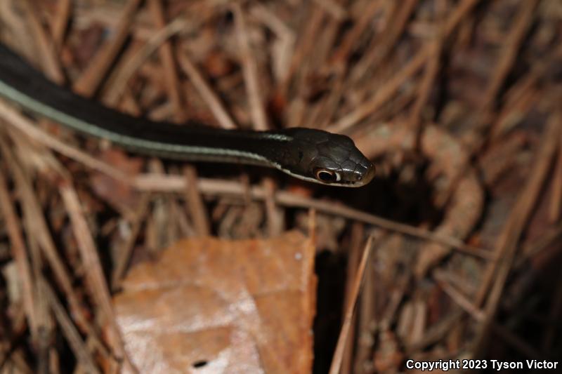 Peninsula Ribbonsnake (Thamnophis sauritus sackenii)