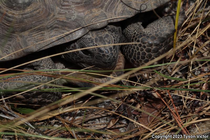 Gopher Tortoise (Gopherus polyphemus)