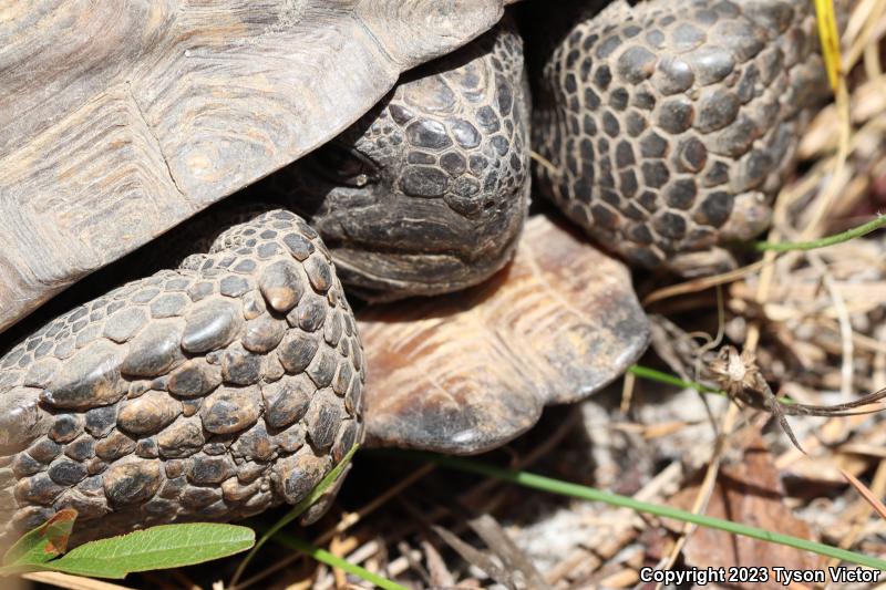 Gopher Tortoise (Gopherus polyphemus)