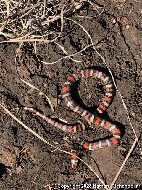 Central Plains Milksnake (Lampropeltis triangulum gentilis)