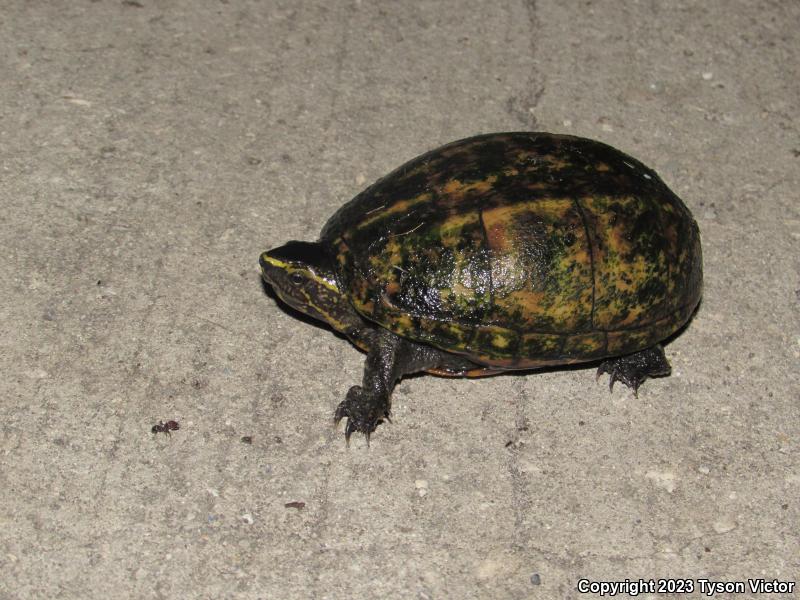 Striped Mud Turtle (Kinosternon baurii)