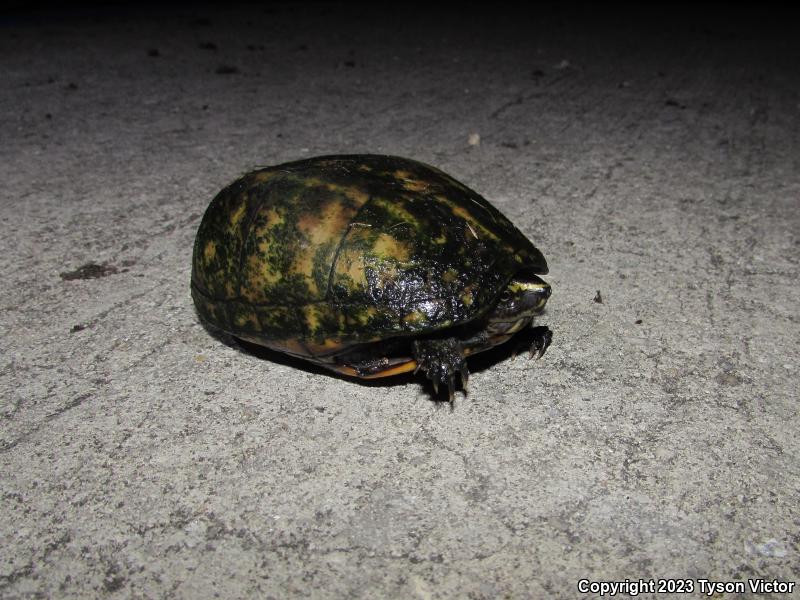 Striped Mud Turtle (Kinosternon baurii)