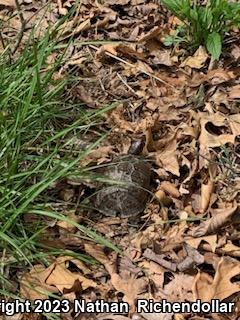 Three-toed Box Turtle (Terrapene carolina triunguis)