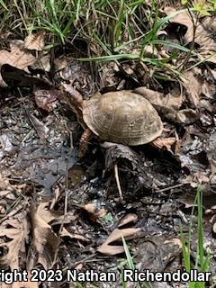 Three-toed Box Turtle (Terrapene carolina triunguis)