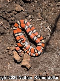 Central Plains Milksnake (Lampropeltis triangulum gentilis)