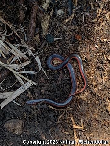 Western Wormsnake (Carphophis vermis)