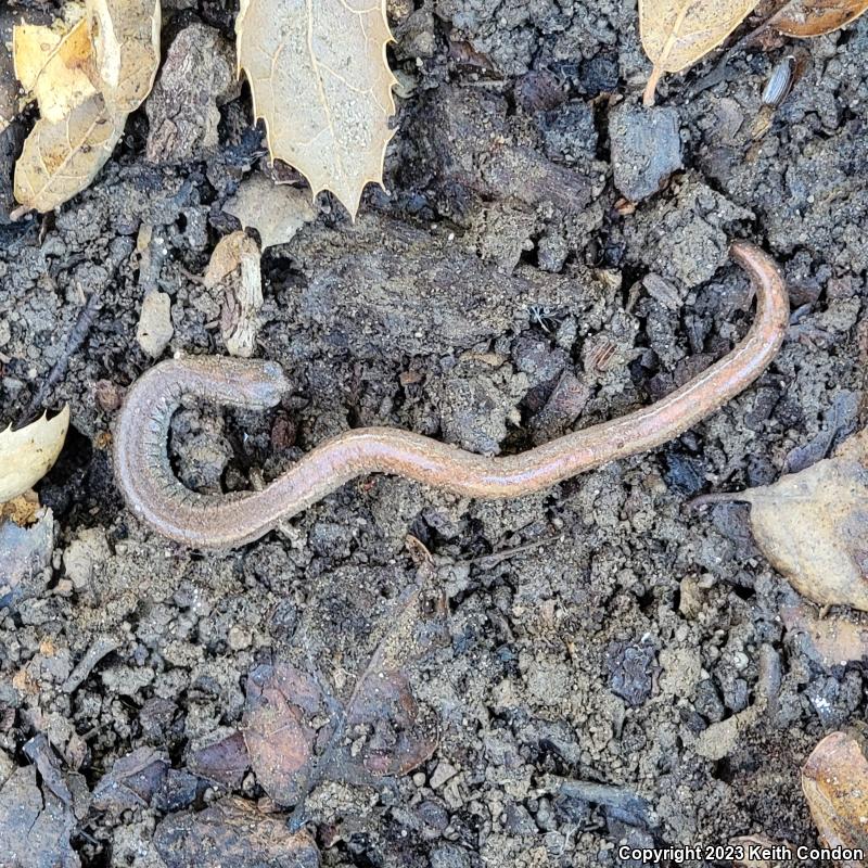 Garden Slender Salamander (Batrachoseps major major)