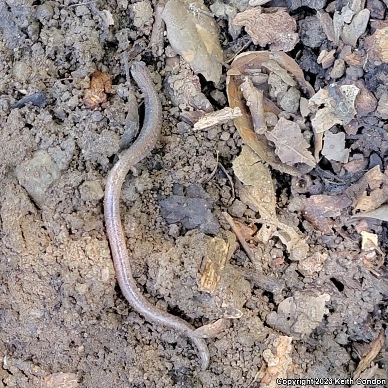 Garden Slender Salamander (Batrachoseps major major)