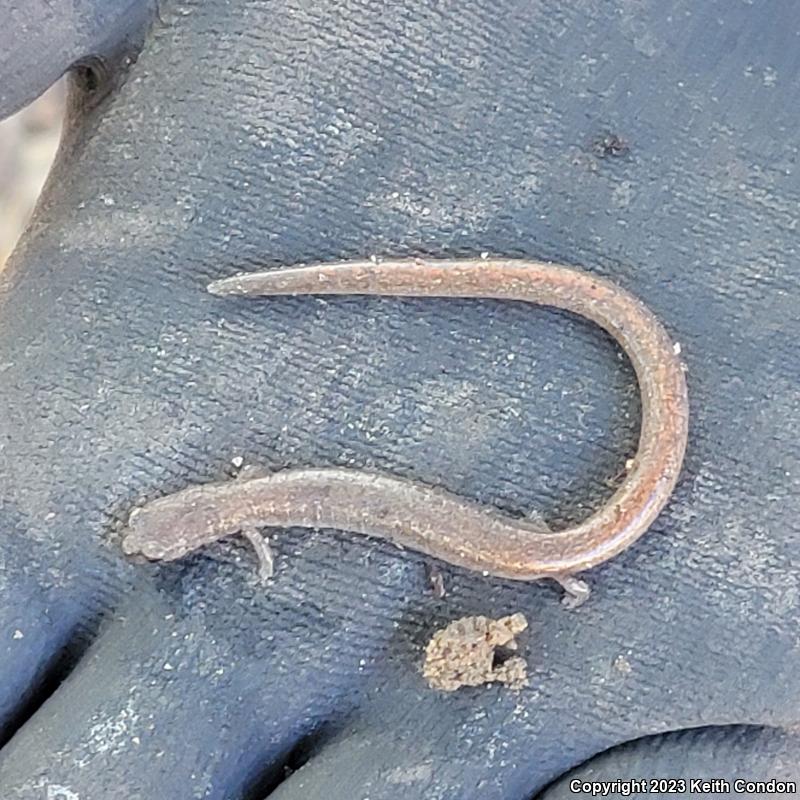 Garden Slender Salamander (Batrachoseps major major)