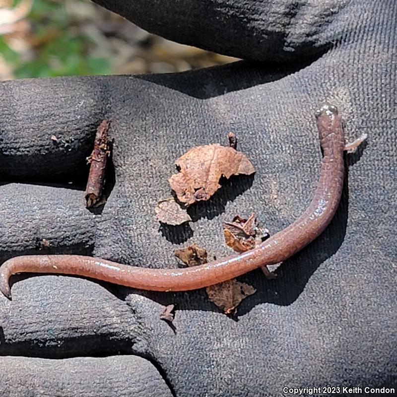 Garden Slender Salamander (Batrachoseps major major)