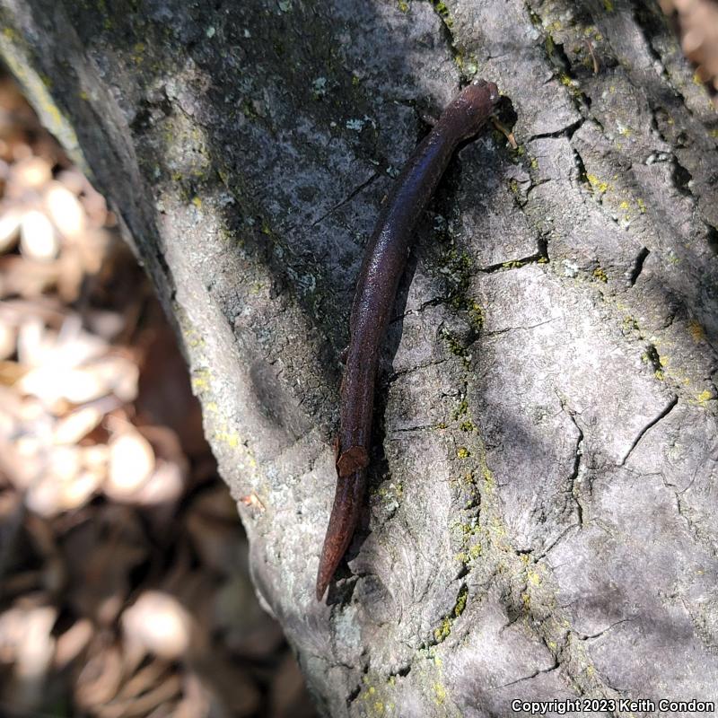 Garden Slender Salamander (Batrachoseps major major)