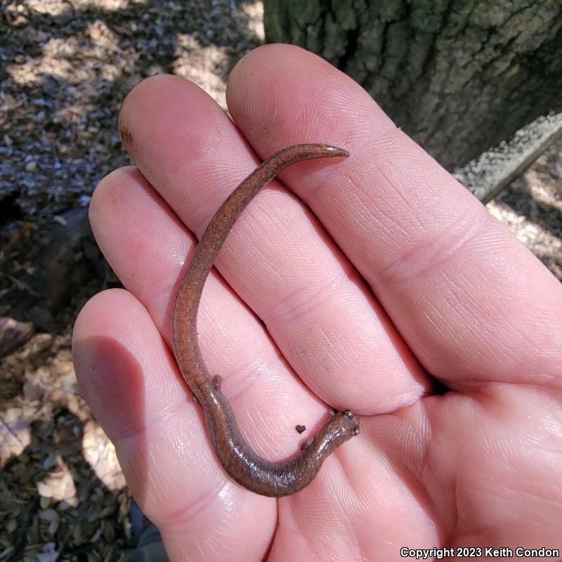 Garden Slender Salamander (Batrachoseps major major)