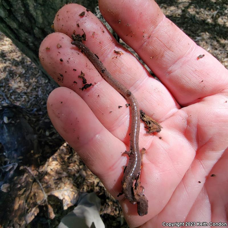 Garden Slender Salamander (Batrachoseps major major)