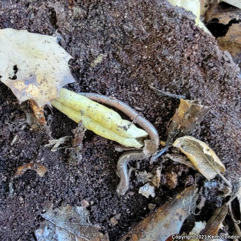 Garden Slender Salamander (Batrachoseps major major)