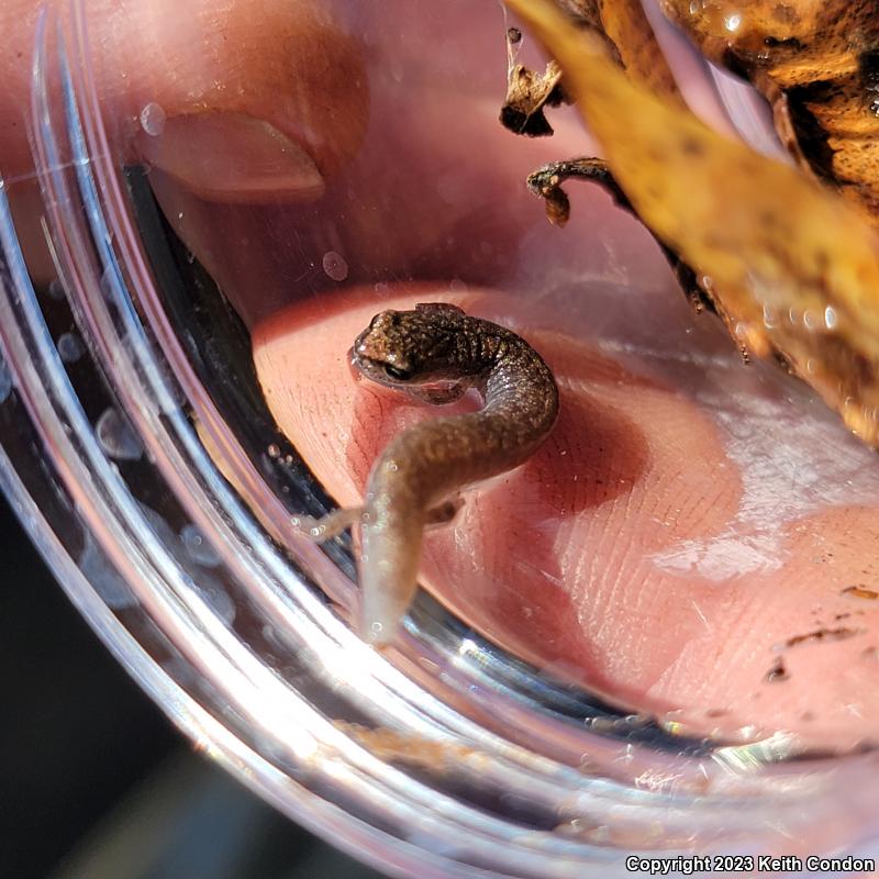 Garden Slender Salamander (Batrachoseps major major)