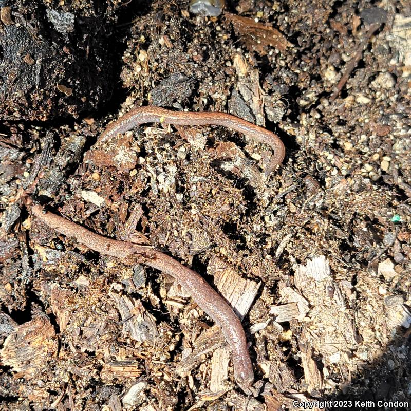 Garden Slender Salamander (Batrachoseps major major)