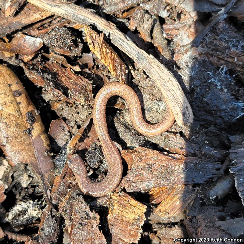 Garden Slender Salamander (Batrachoseps major major)