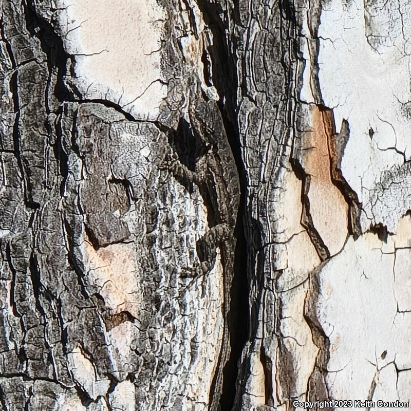 Ornate Tree Lizard (Urosaurus ornatus)