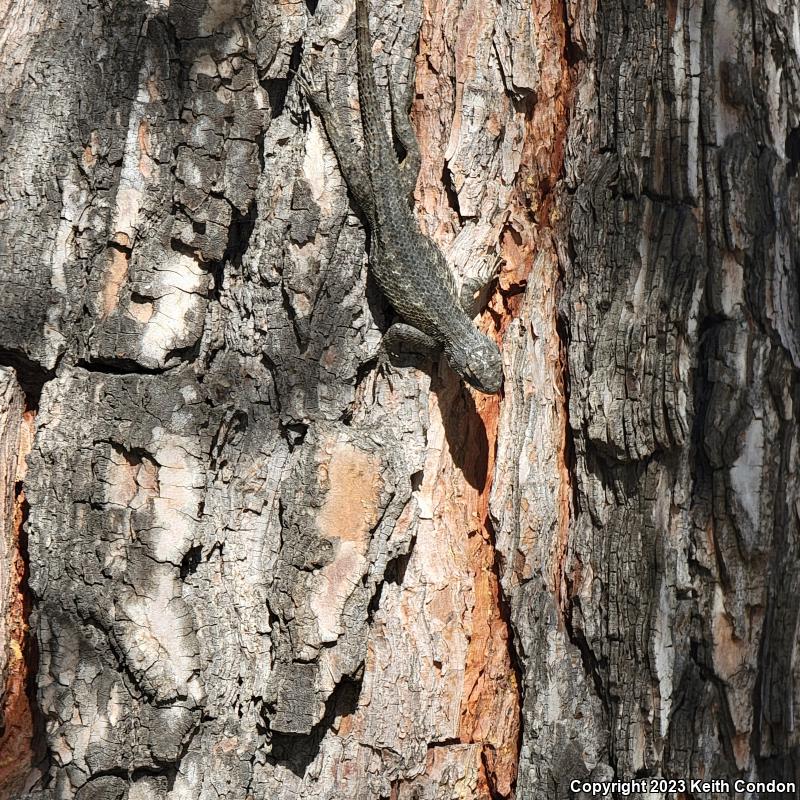 Ornate Tree Lizard (Urosaurus ornatus)