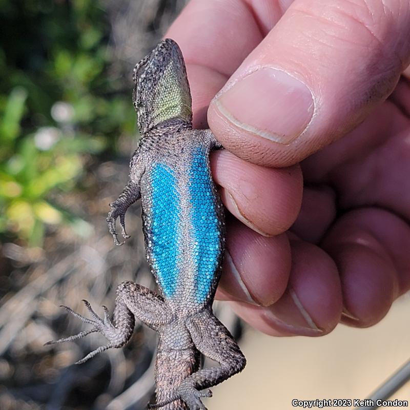 Ornate Tree Lizard (Urosaurus ornatus)