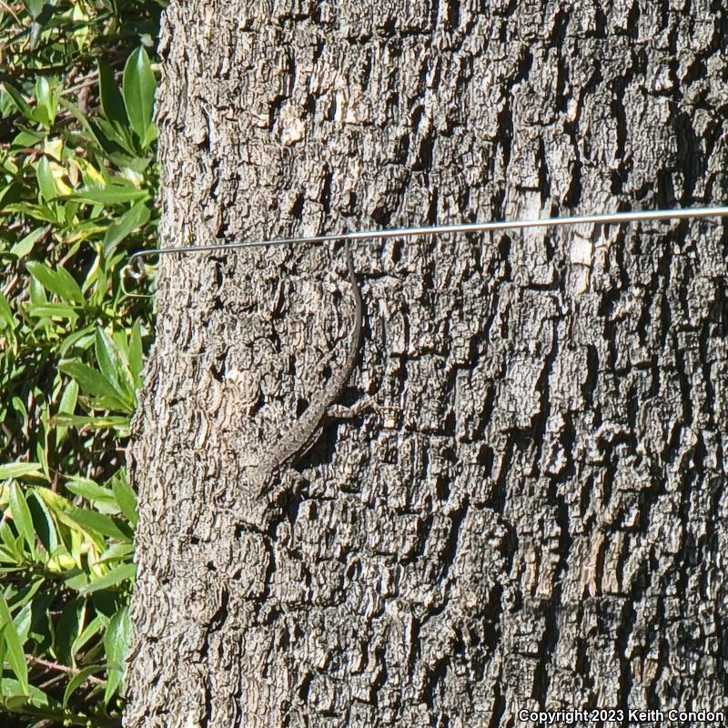 Ornate Tree Lizard (Urosaurus ornatus)