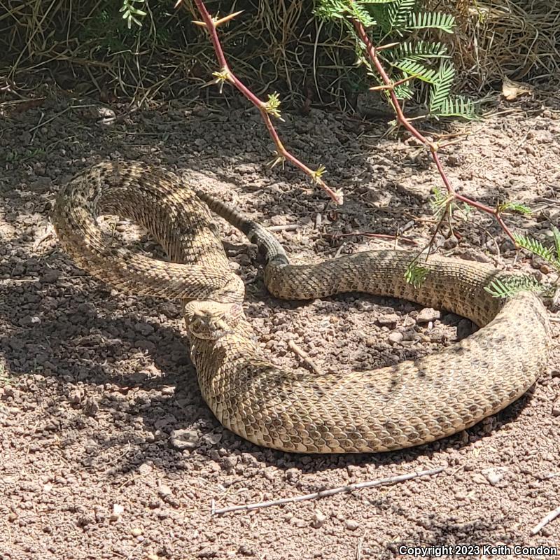 Western Diamond-backed Rattlesnake (Crotalus atrox)