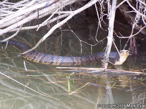 Western Cottonmouth (Agkistrodon piscivorus leucostoma)