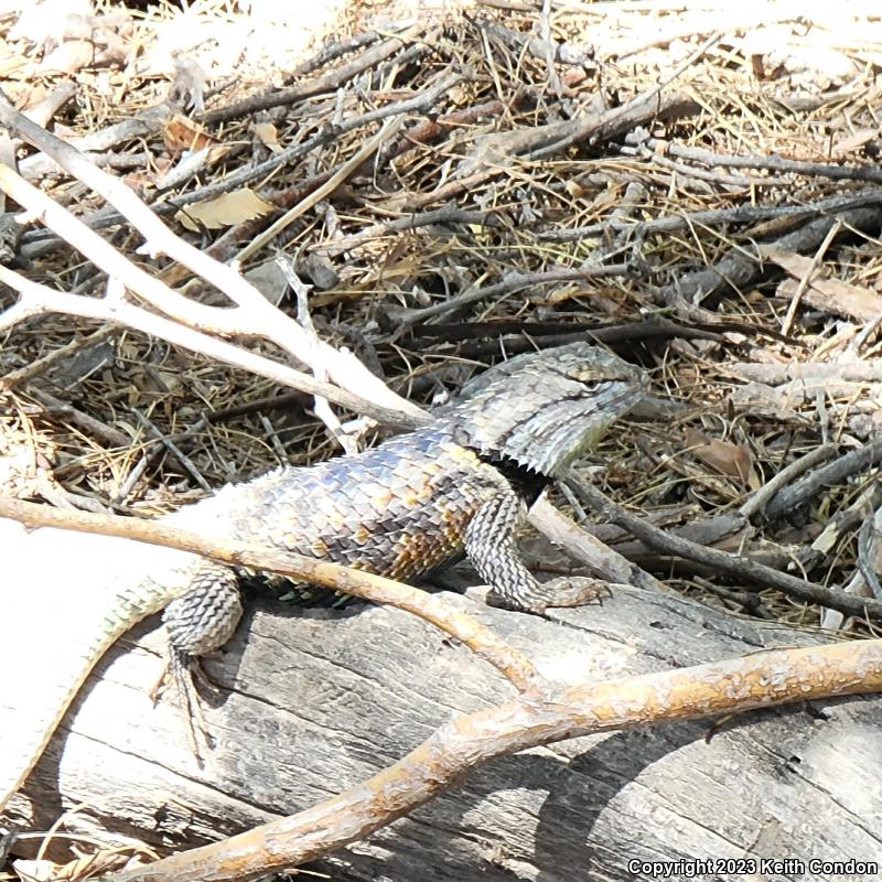 Desert Spiny Lizard (Sceloporus magister)