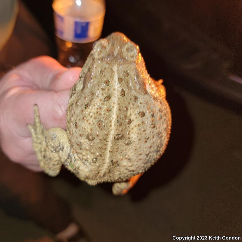 SouthWestern Woodhouse's Toad (Anaxyrus woodhousii australis)