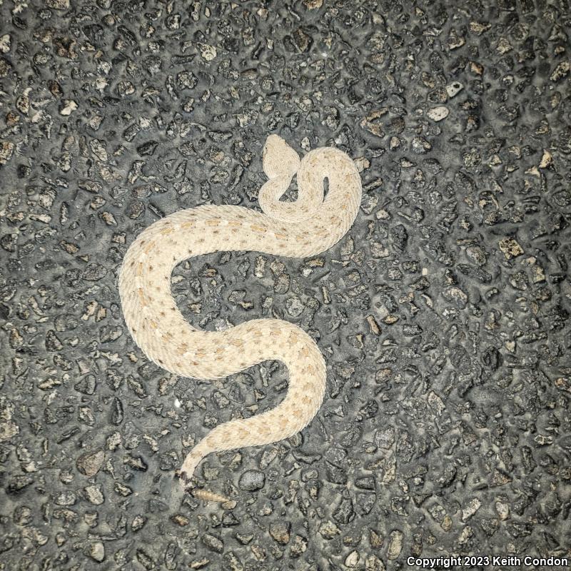 Colorado Desert Sidewinder (Crotalus cerastes laterorepens)