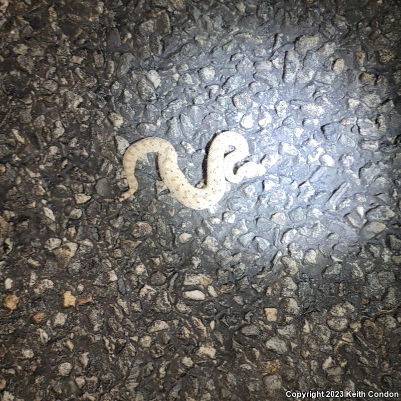 Colorado Desert Sidewinder (Crotalus cerastes laterorepens)