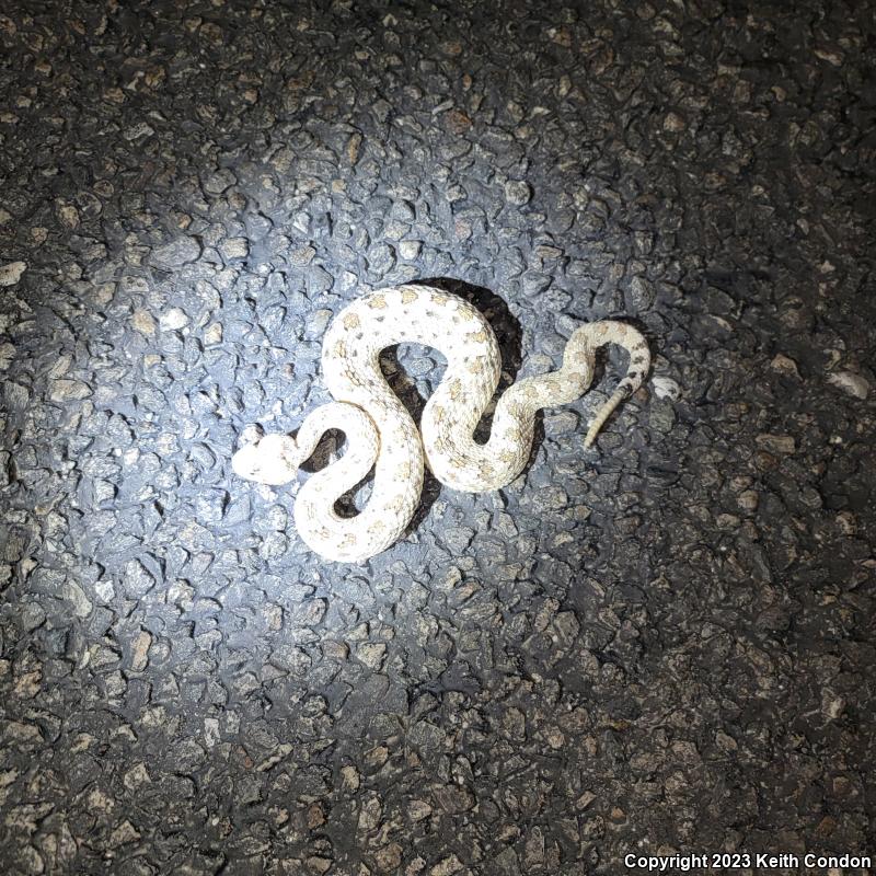 Colorado Desert Sidewinder (Crotalus cerastes laterorepens)