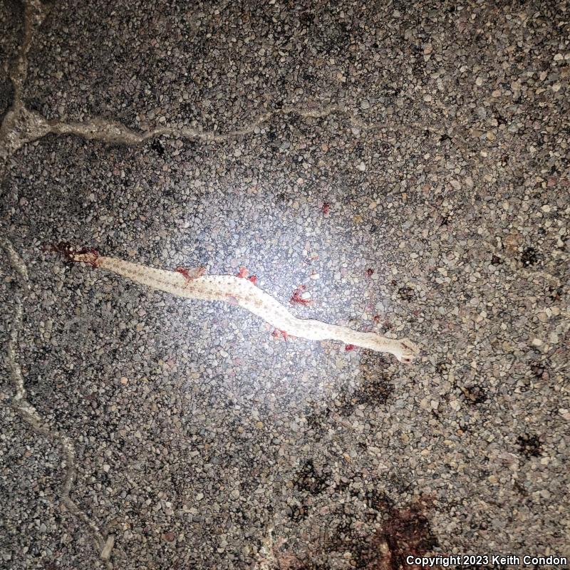 Colorado Desert Sidewinder (Crotalus cerastes laterorepens)