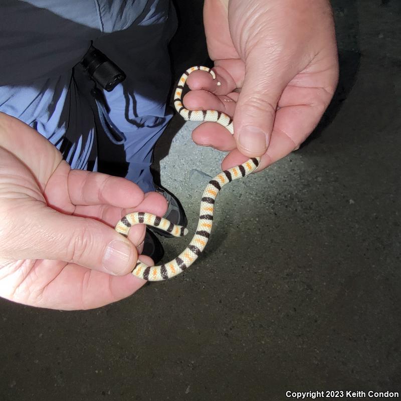 Colorado Desert Shovel-nosed Snake (Chionactis occipitalis annulata)