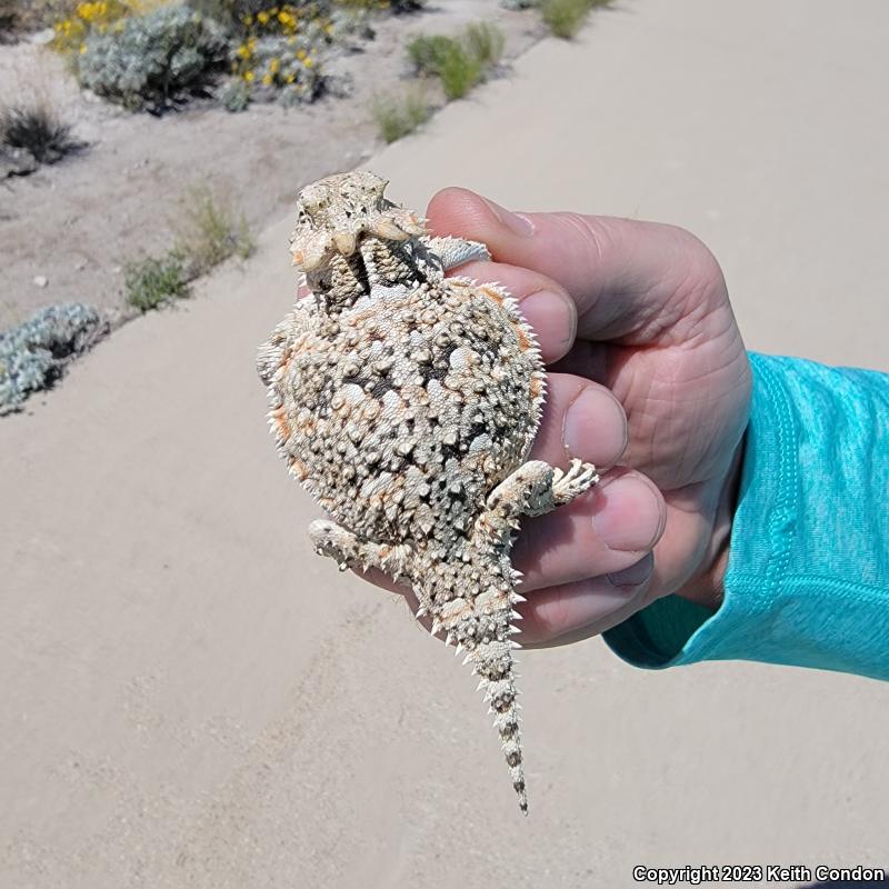 Southern Desert Horned Lizard (Phrynosoma platyrhinos calidiarum)