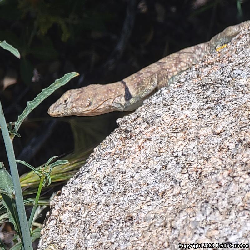 Banded Rock Lizard (Petrosaurus mearnsi)