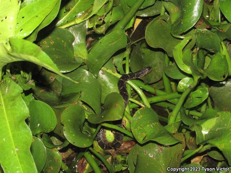 Florida Watersnake (Nerodia fasciata pictiventris)
