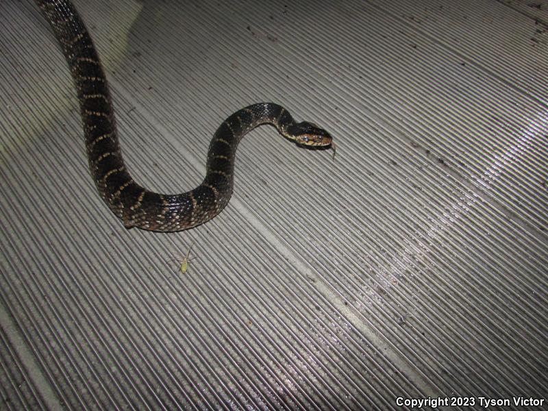 Florida Watersnake (Nerodia fasciata pictiventris)