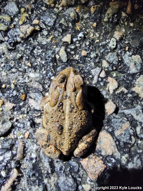 Southern Toad (Anaxyrus terrestris)