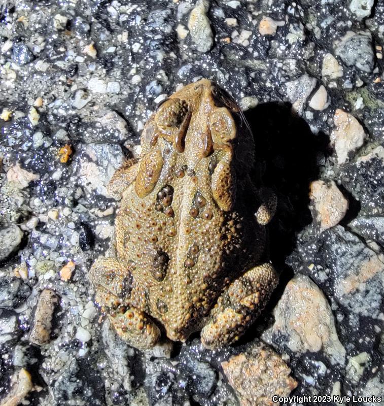 Southern Toad (Anaxyrus terrestris)