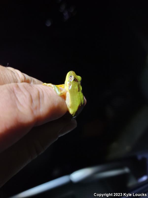 Squirrel Treefrog (Hyla squirella)