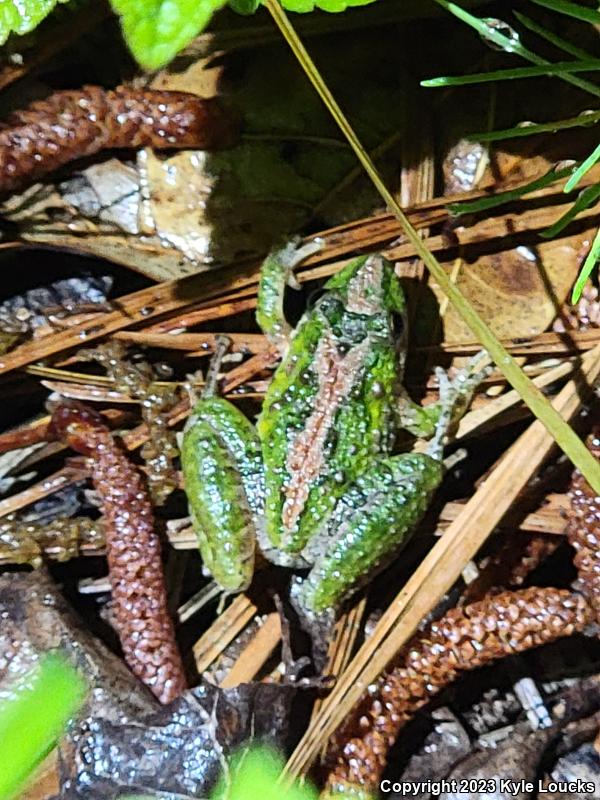 Coastal Plain Cricket Frog (Acris gryllus gryllus)