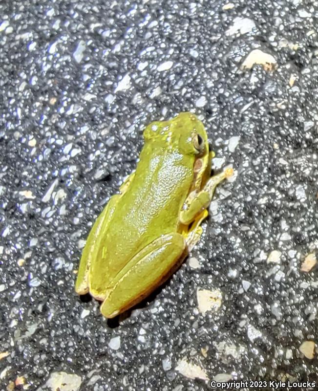 Squirrel Treefrog (Hyla squirella)