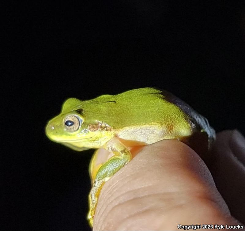 Squirrel Treefrog (Hyla squirella)