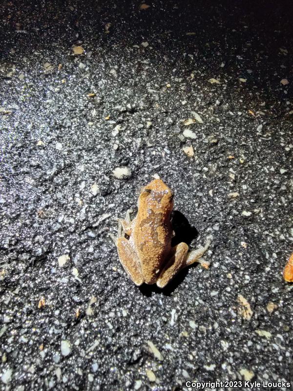 Pine Woods Treefrog (Hyla femoralis)