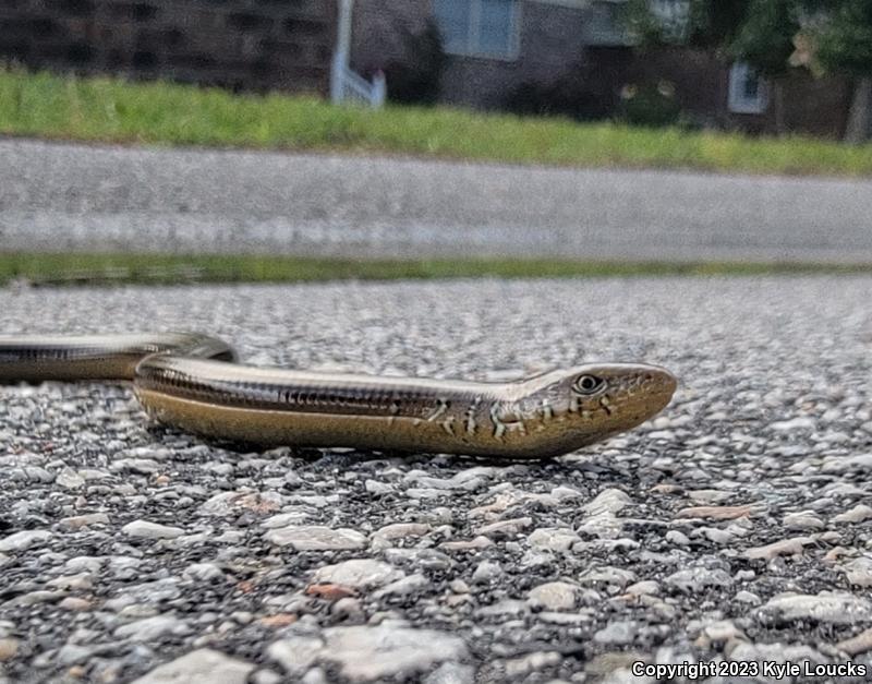 Eastern Glass Lizard (Ophisaurus ventralis)