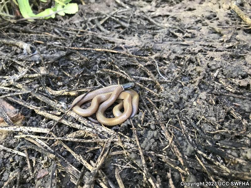 Western Black-headed Snake (Tantilla planiceps)