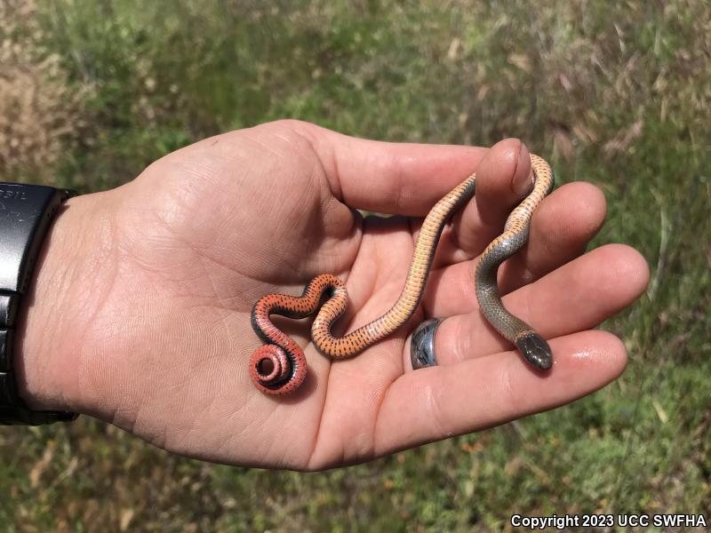 San Diego Ring-necked Snake (Diadophis punctatus similis)