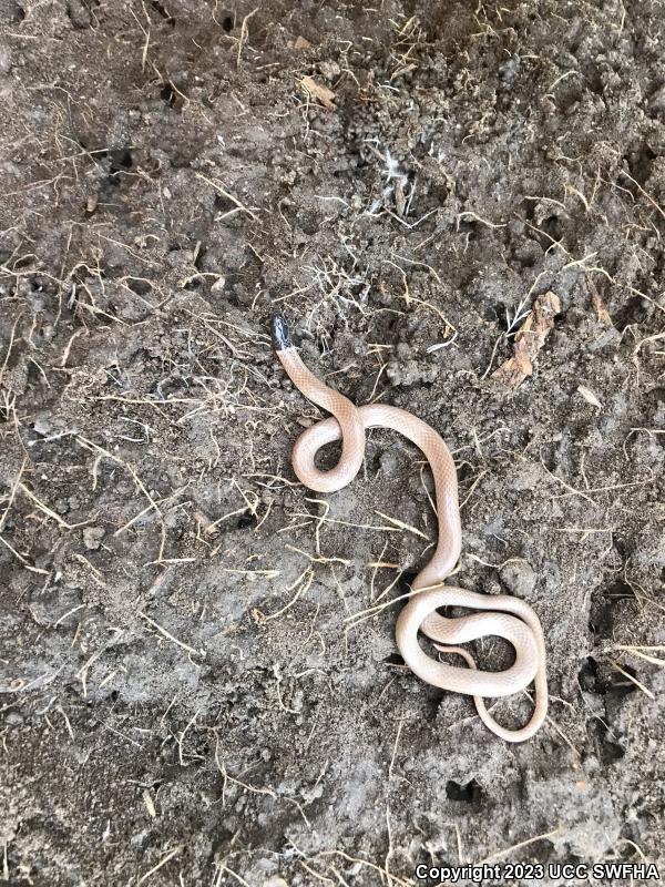 Western Black-headed Snake (Tantilla planiceps)